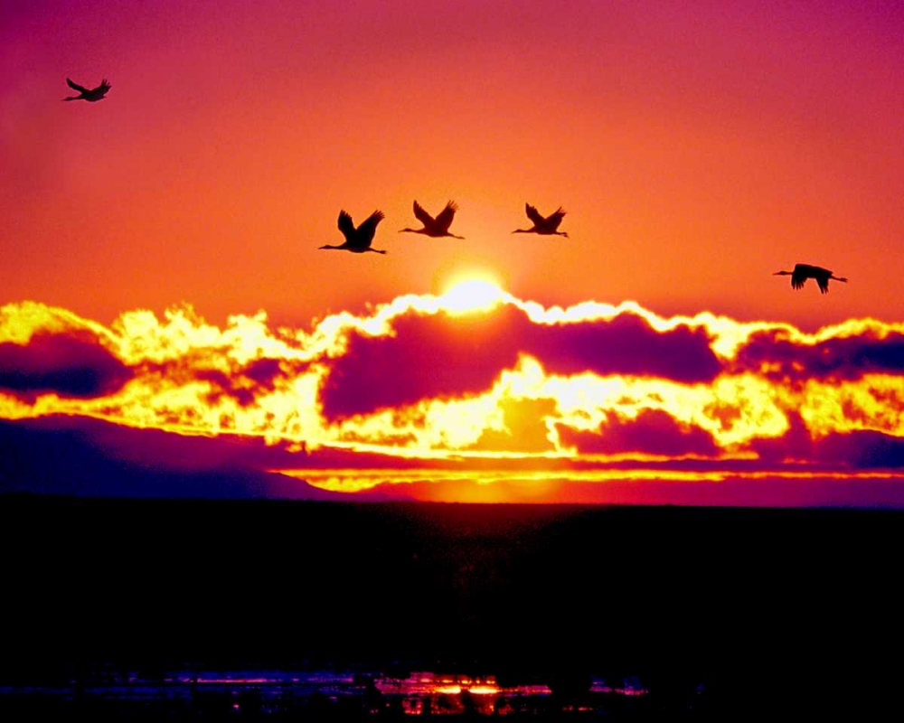 New Mexico Sandhill cranes flying through sunset art print by David Kelley for $57.95 CAD