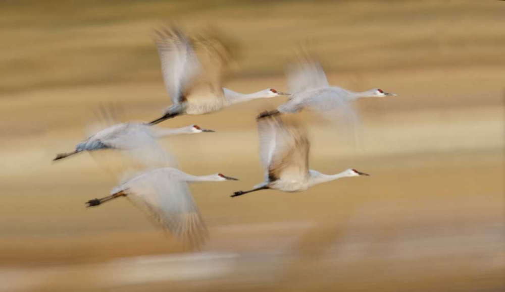 New Mexico Sandhill cranes fly in blurred art print by Arthur Morris for $57.95 CAD