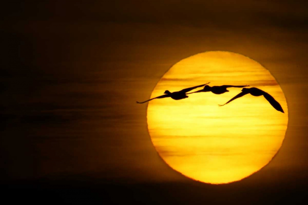 New Mexico Three snow geese fly across sun art print by Arthur Morris for $57.95 CAD