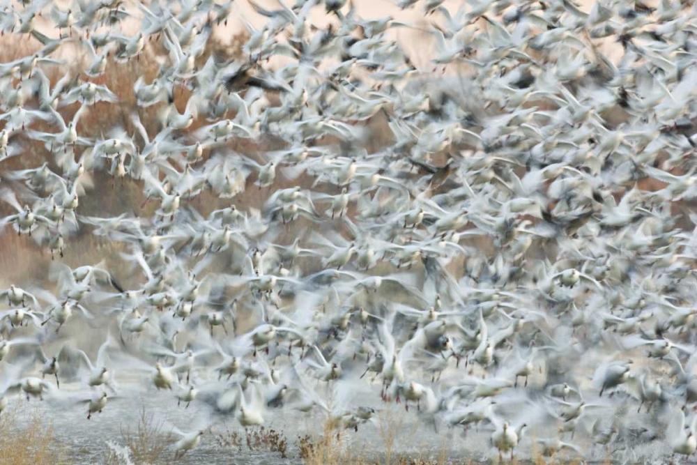 New Mexico Snow geese blast off from a pond art print by Don Grall for $57.95 CAD