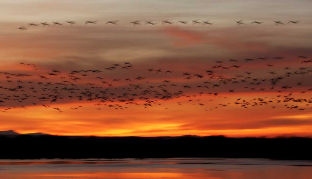 New Mexico Snow geese fly in a blur at sunrise art print by Arthur Morris for $57.95 CAD