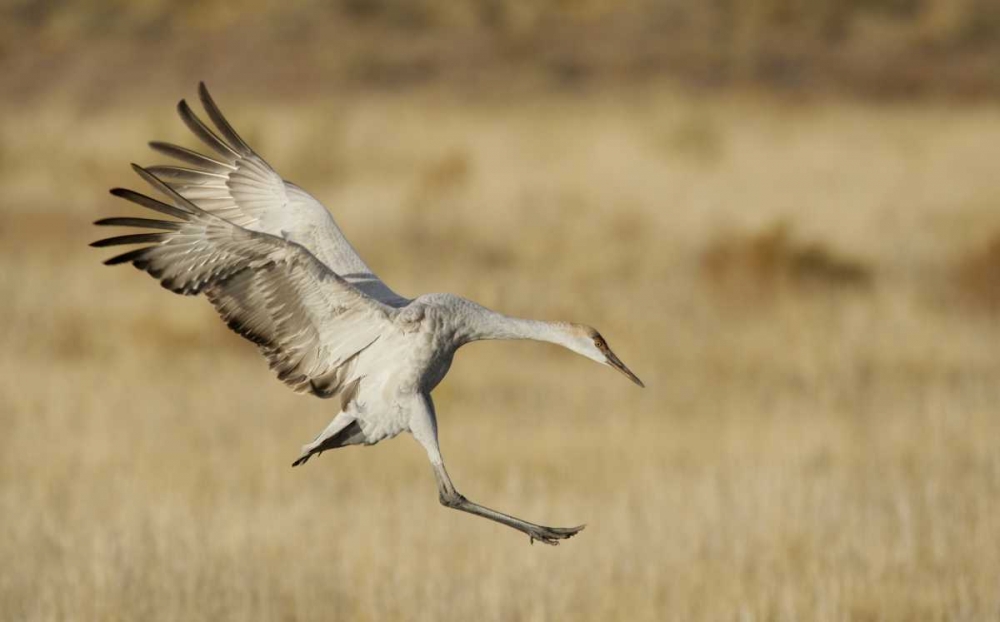 New Mexico Sandhill crane landing art print by Arthur Morris for $57.95 CAD
