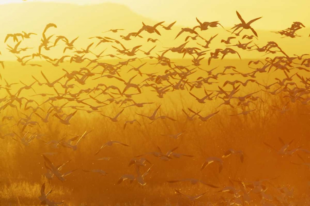 New Mexico Snow geese taking flight art print by Arthur Morris for $57.95 CAD