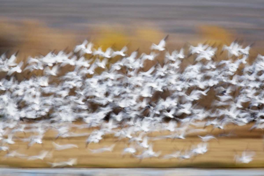 New Mexico Blur of snow geese taking flight art print by Arthur Morris for $57.95 CAD