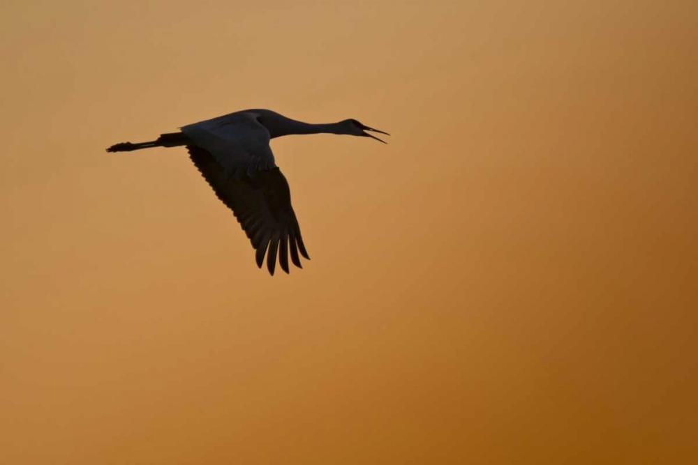 New Mexico Lone sandhill goose flying at sunset art print by Fred Lord for $57.95 CAD