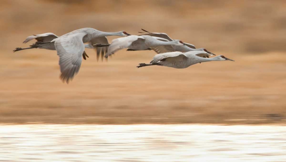 New Mexico Group of sandhill geese flying art print by Fred Lord for $57.95 CAD