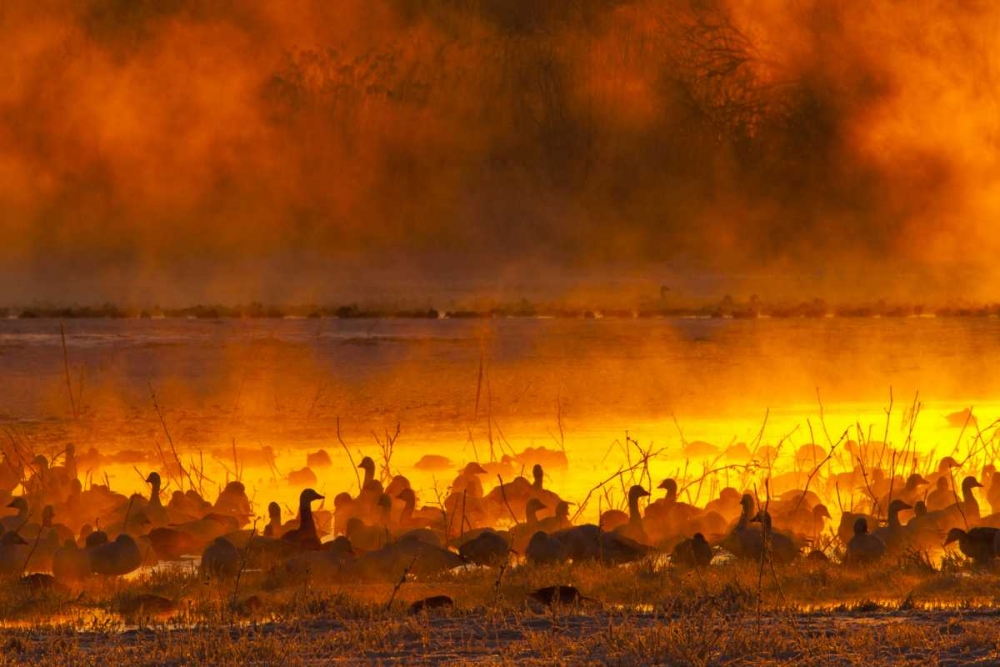 New Mexico Snow geese in foggy sunrise art print by Cathy and Gordon Illg for $57.95 CAD