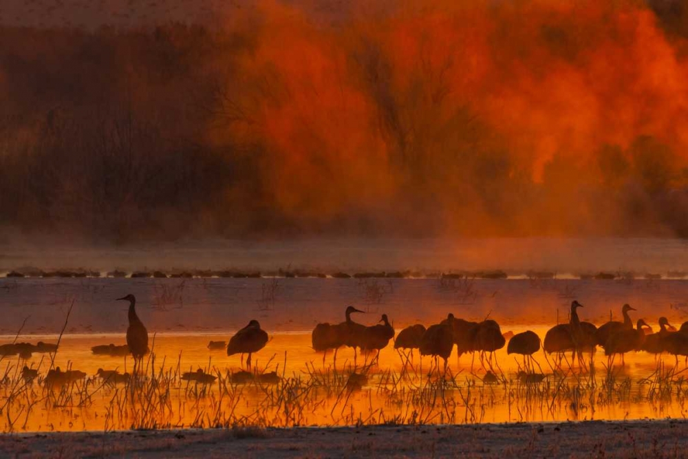 New Mexico, Bosque Del Apache Sandhill cranes art print by Cathy and Gordon Illg for $57.95 CAD