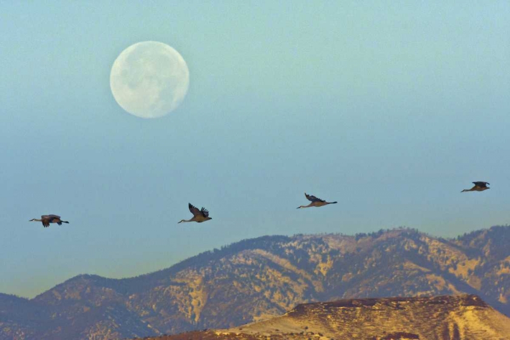 New Mexico Sandhill cranes flying by full moon art print by Cathy and Gordon Illg for $57.95 CAD
