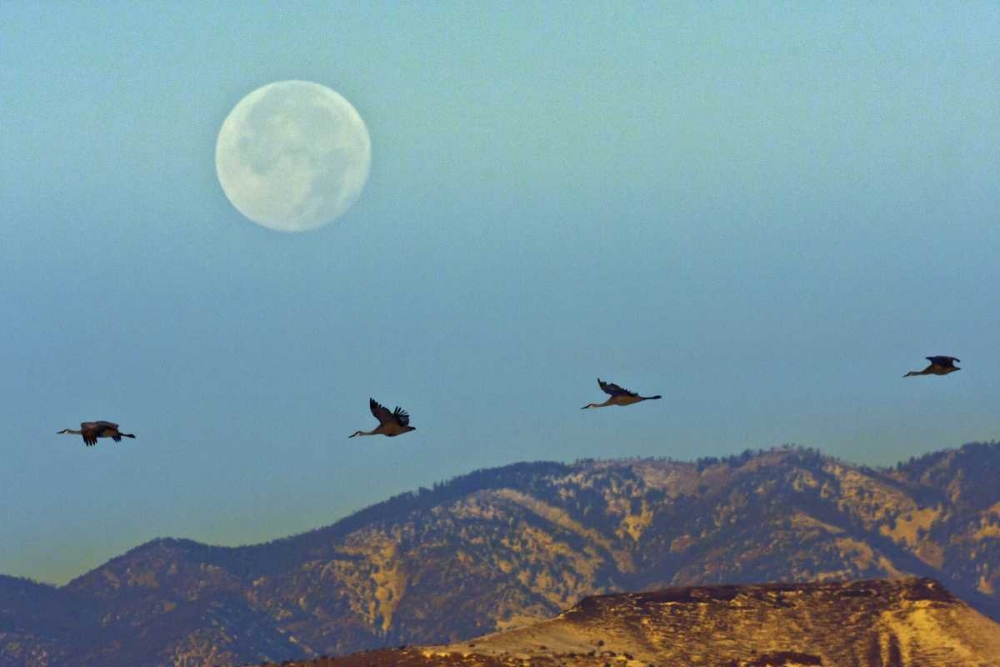 New Mexico Sandhill cranes fly by full moon art print by Cathy and Gordon Illg for $57.95 CAD