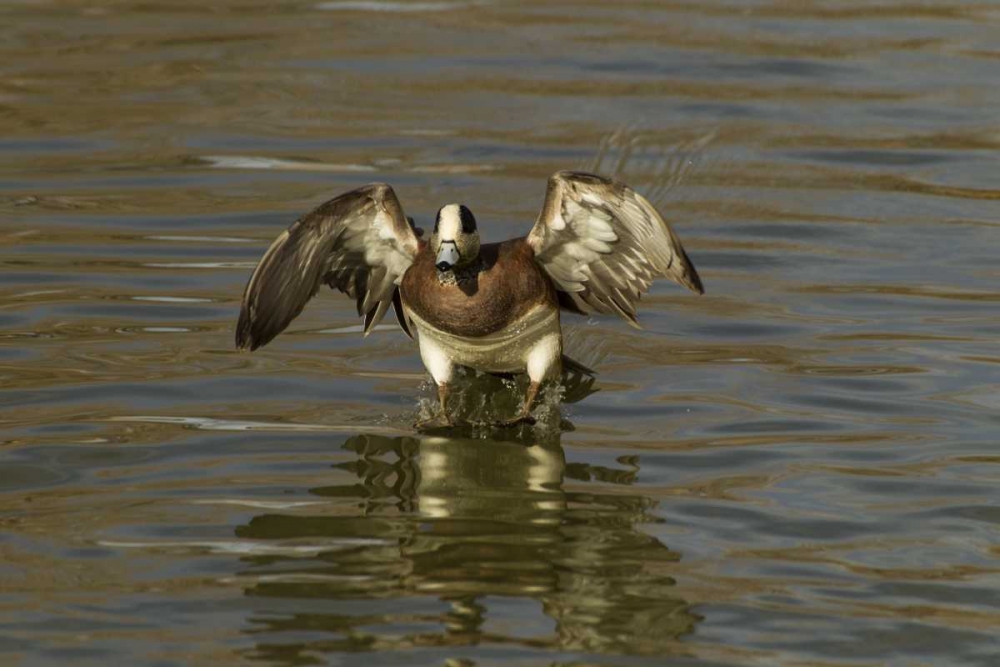 New Mexico American wigeon landing art print by Cathy and Gordon Illg for $57.95 CAD