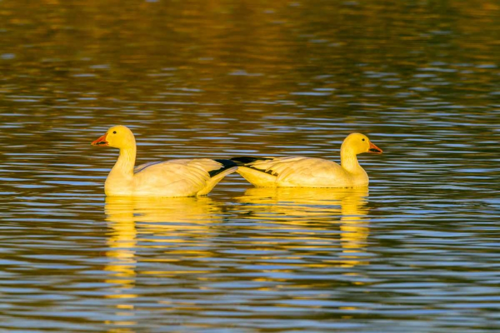 New Mexico, Bosque Del Apache NWR snow geese art print by Cathy and Gordon Illg for $57.95 CAD