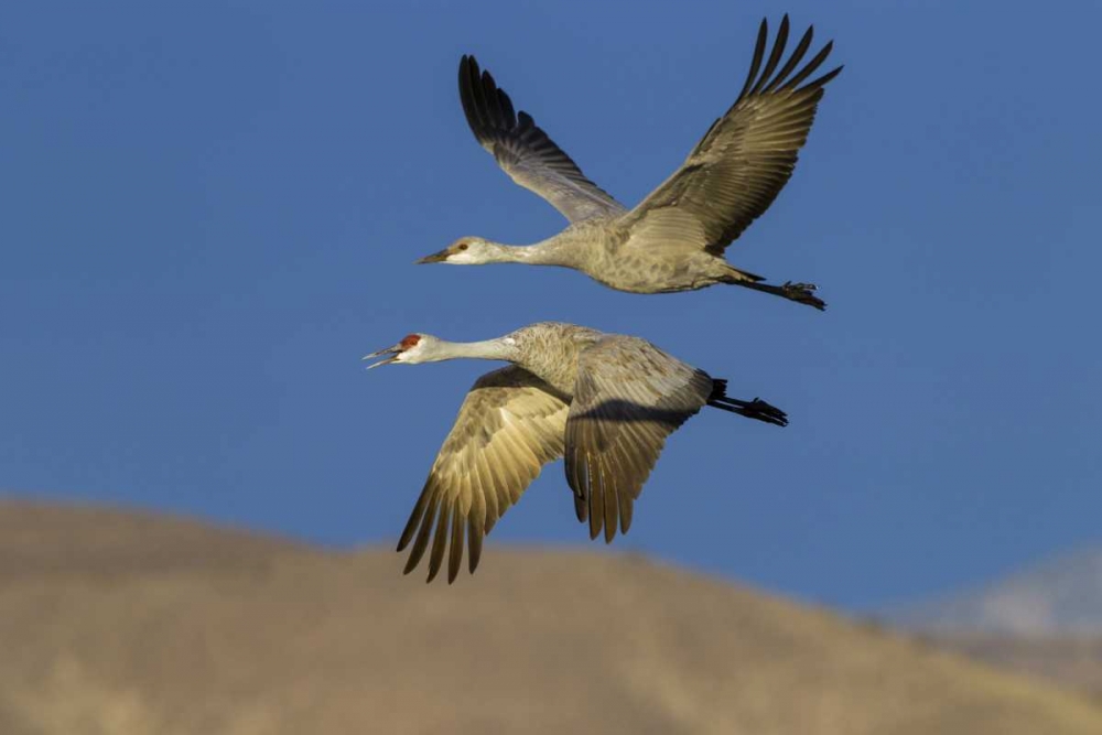 New Mexico Sandhill cranes in flight art print by Cathy and Gordon Illg for $57.95 CAD
