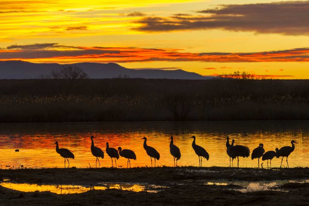 New Mexico, Bosque Del Apache Sandhill cranes art print by Cathy and Gordon Illg for $57.95 CAD