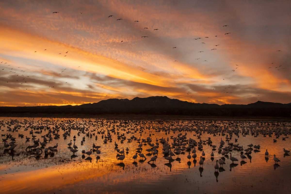New Mexico, Bosque Del Apache snow geese sunset art print by Cathy and Gordon Illg for $57.95 CAD
