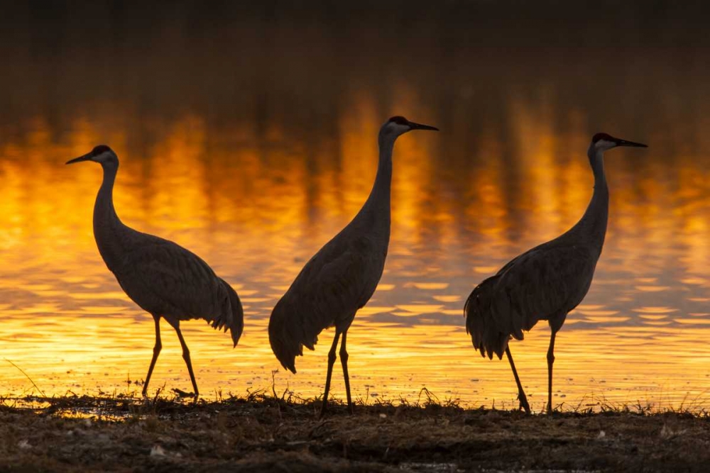 New Mexico, Bosque Del Apache Sandhill cranes art print by Cathy and Gordon Illg for $57.95 CAD
