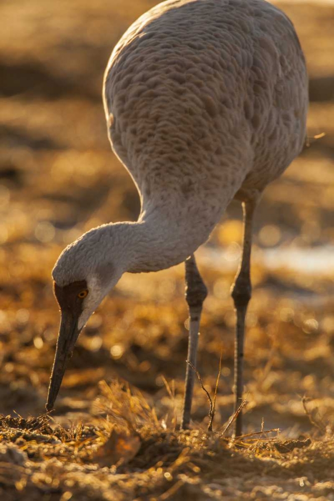 New Mexico Sandhill crane foraging art print by Cathy and Gordon Illg for $57.95 CAD