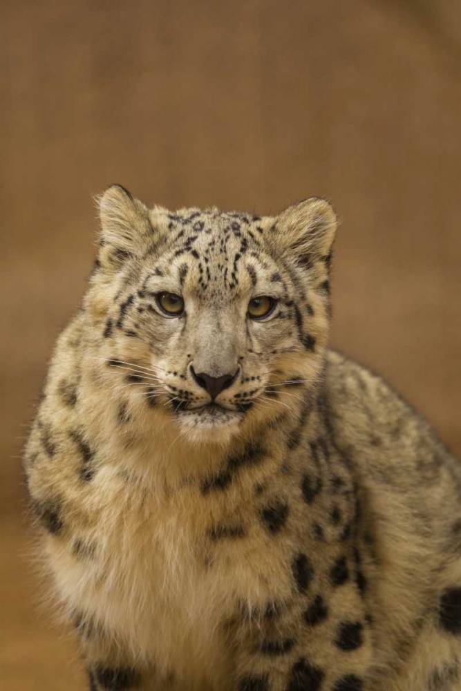 New Mexico, Albuquerque Close-up of snow leopard art print by Cathy and Gordon Illg for $57.95 CAD