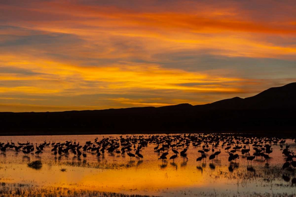 New Mexico Sandhill cranes in water at sunset art print by Cathy and Gordon Illg for $57.95 CAD