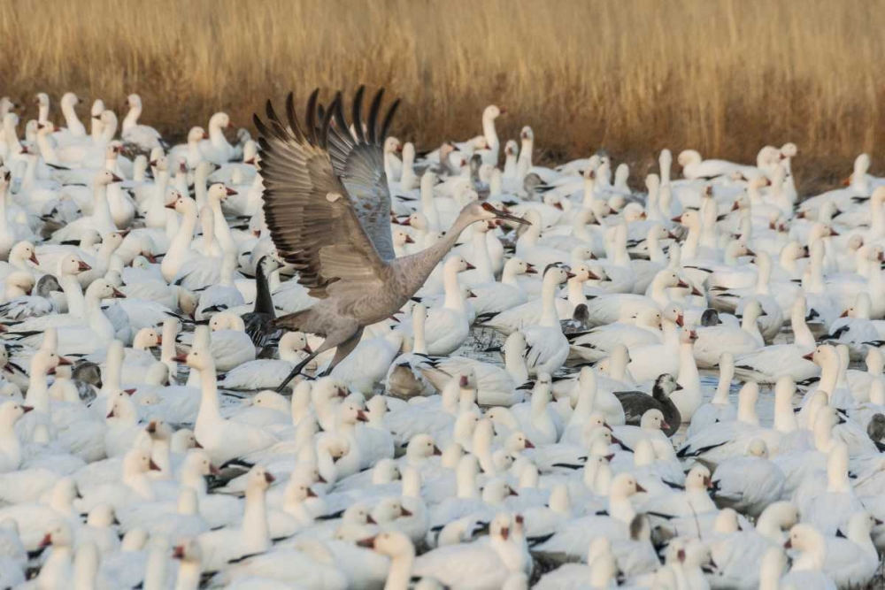 New Mexico Sandhill crane amid snow geese art print by Cathy and Gordon Illg for $57.95 CAD