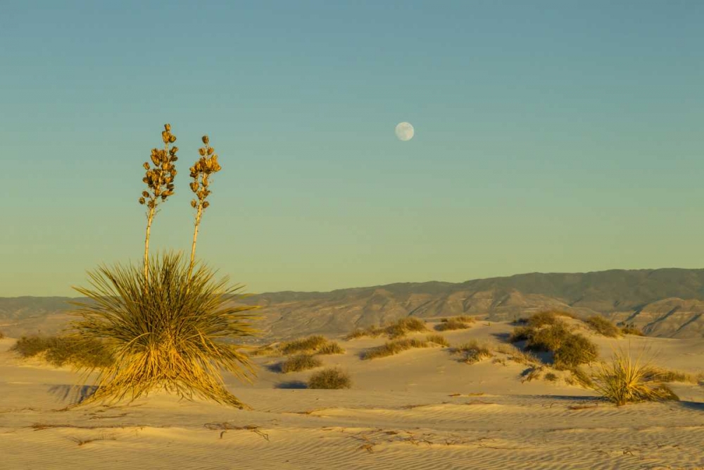New Mexico, White Sands NM Moonrise over desert art print by Cathy and Gordon Illg for $57.95 CAD