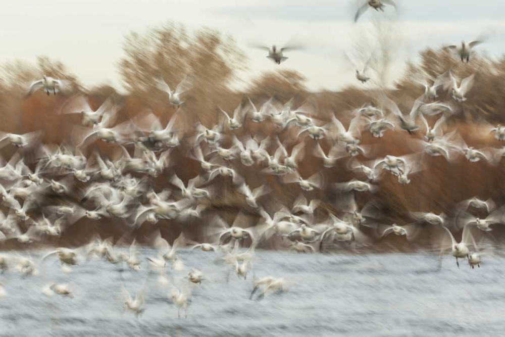 New Mexico Flock of snow geese taking flight art print by Cathy and Gordon Illg for $57.95 CAD