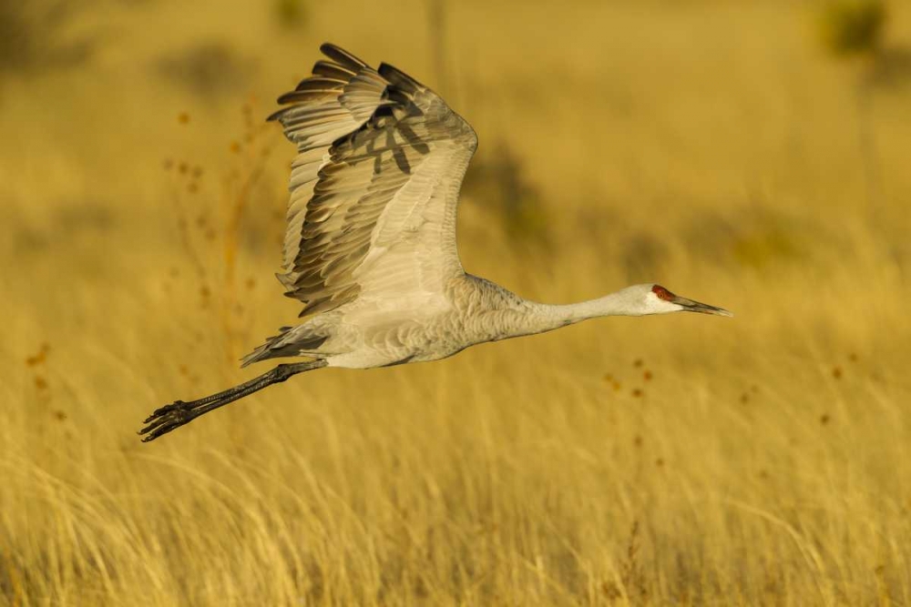 New Mexico Sandhill crane in flight art print by Cathy and Gordon Illg for $57.95 CAD