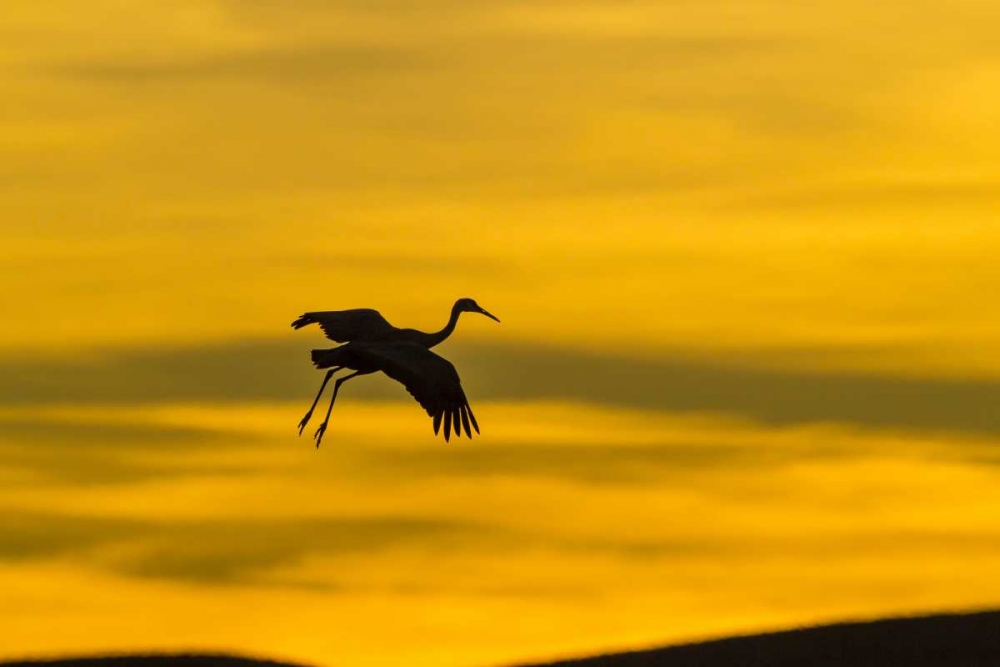 New Mexico Silhouette of Sandhill crane flying art print by Cathy and Gordon Illg for $57.95 CAD