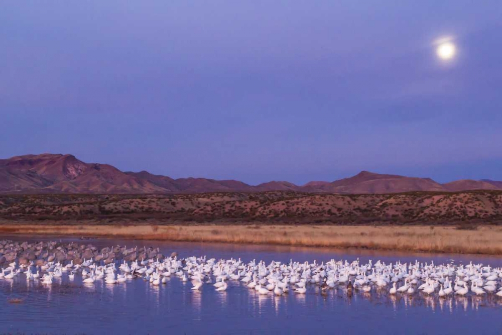 New Mexico Moonset over snow geese art print by Cathy and Gordon Illg for $57.95 CAD