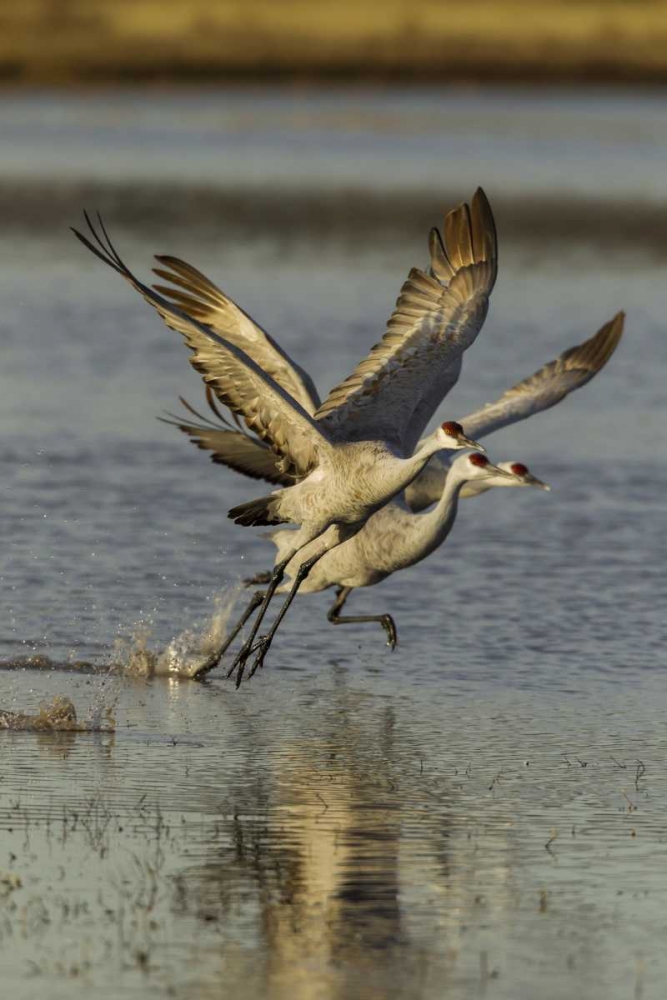 New Mexico Two Sandhill cranes taking flight art print by Cathy and Gordon Illg for $57.95 CAD