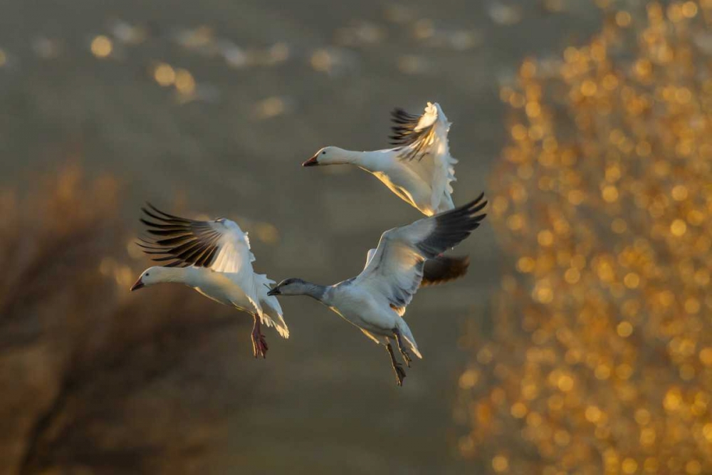 New Mexico Snow geese in flight art print by Cathy and Gordon Illg for $57.95 CAD