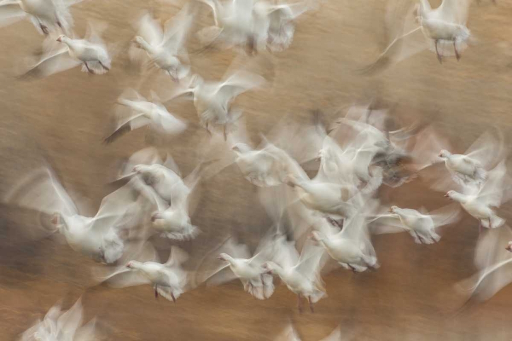 New Mexico Flock of snow geese taking flight art print by Cathy and Gordon Illg for $57.95 CAD