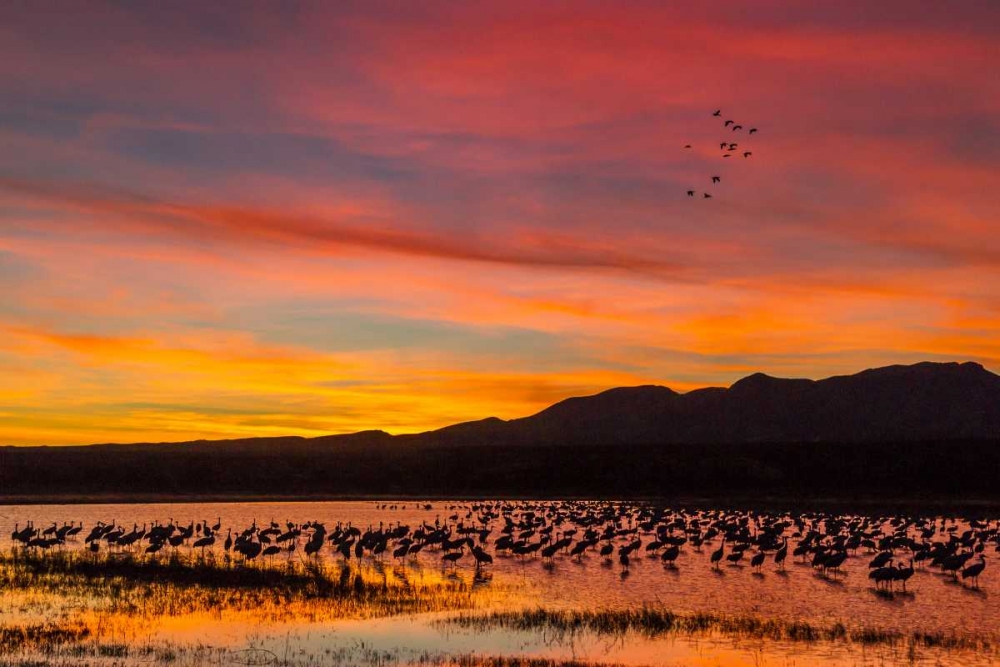 New Mexico Sandhill cranes in water at sunset art print by Cathy and Gordon Illg for $57.95 CAD