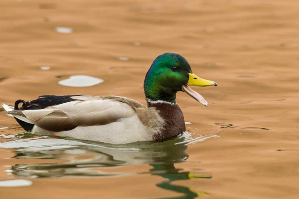 USA, New Mexico Male mallard duck in water art print by Cathy and Gordon Illg for $57.95 CAD