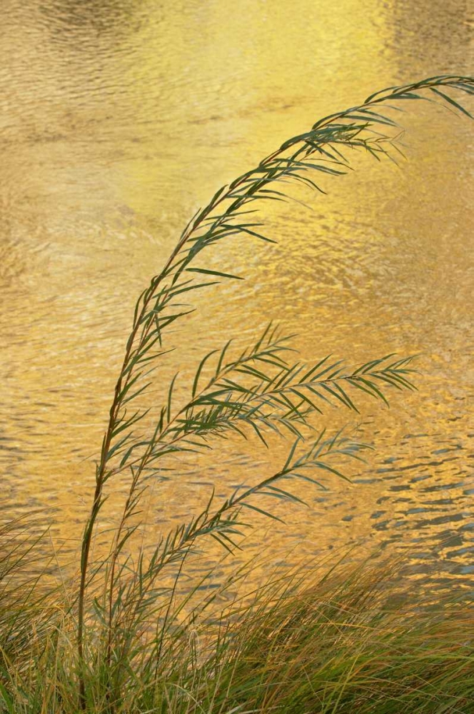 New Mexico Grass and sky reflections art print by Marie Bush for $57.95 CAD