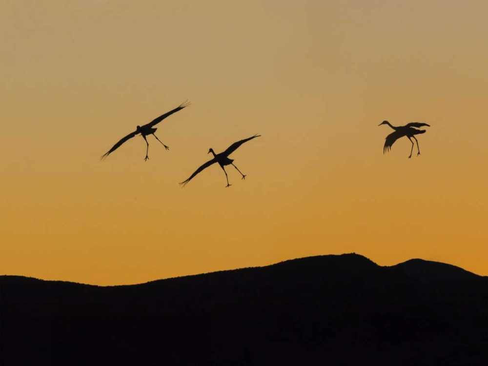 New Mexico Sandhill cranes landing at sunset art print by Don Paulson for $57.95 CAD