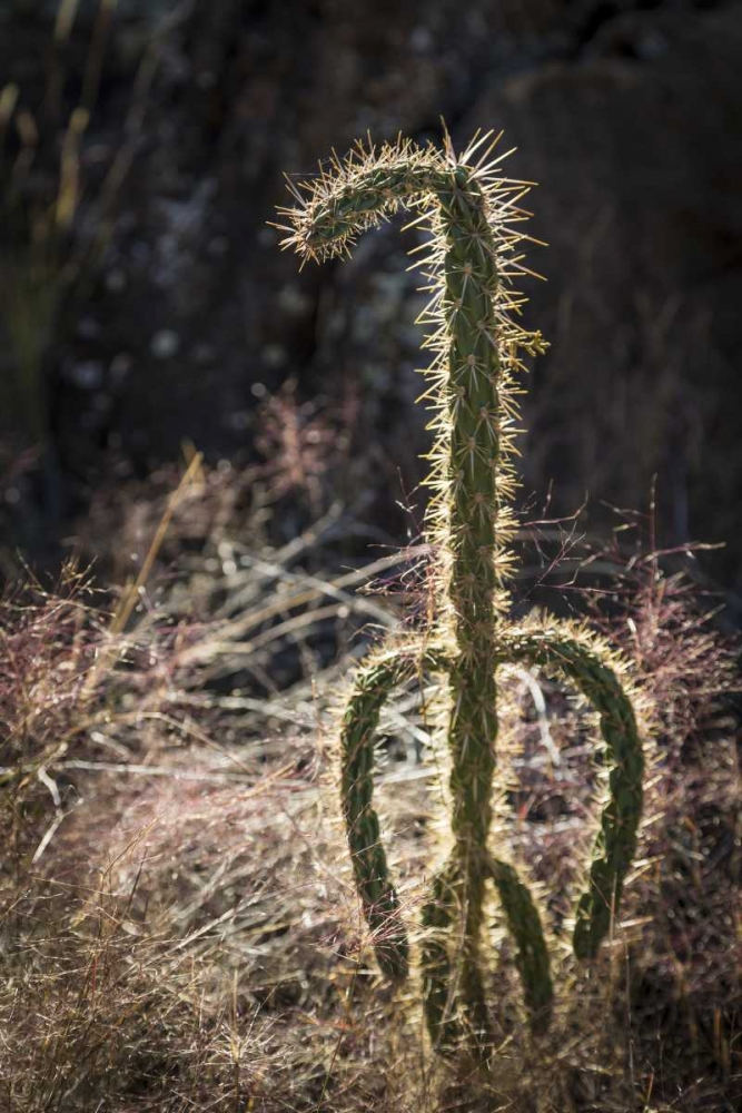 New Mexico, Valley of Fires Backlit cactus art print by Don Paulson for $57.95 CAD