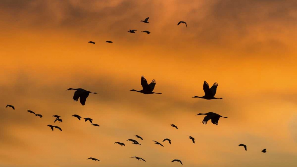 New Mexico Sandhill cranes in flight at sunset art print by Don Paulson for $57.95 CAD