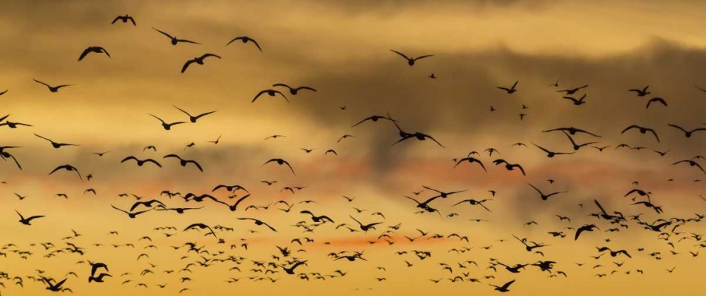 New Mexico Snow geese flying at sunset art print by Don Paulson for $57.95 CAD