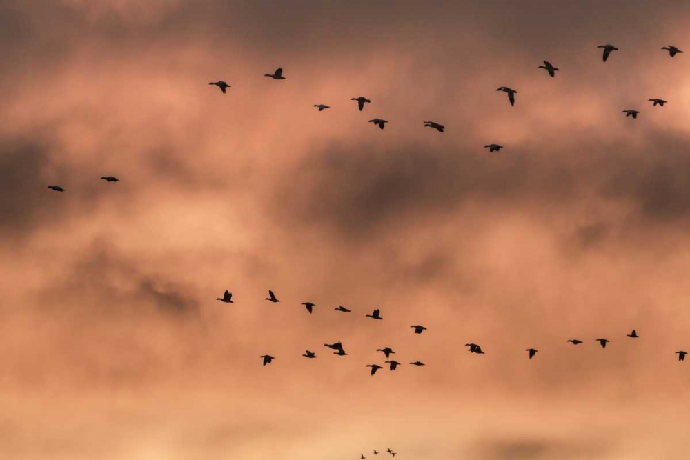 New Mexico Snow geese at sunrise art print by Don Paulson for $57.95 CAD