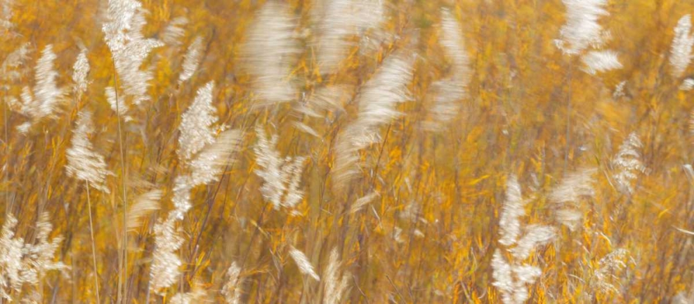 New Mexico Panoramic of blowing grasses art print by Don Paulson for $57.95 CAD