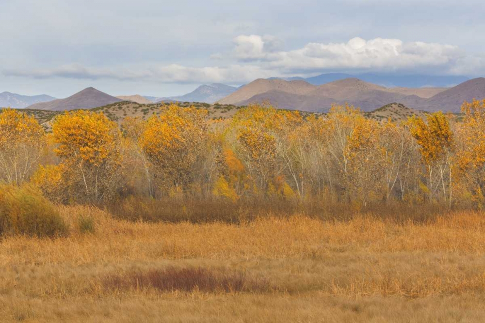 New Mexico Fall colors in grasses art print by Don Paulson for $57.95 CAD