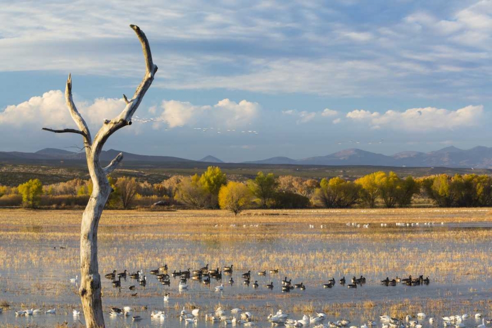 New Mexico Canada and snow geese in water art print by Don Paulson for $57.95 CAD