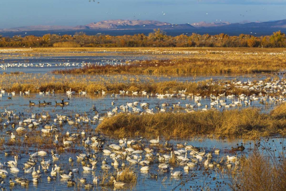 New Mexico Canada and snow geese in water art print by Don Paulson for $57.95 CAD