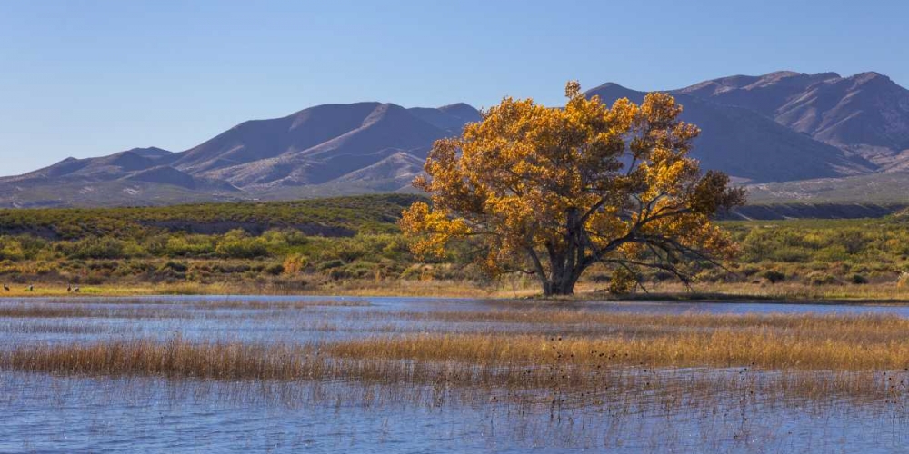 New Mexico, Bosque del Apache, Autumn landscape art print by Don Paulson for $57.95 CAD