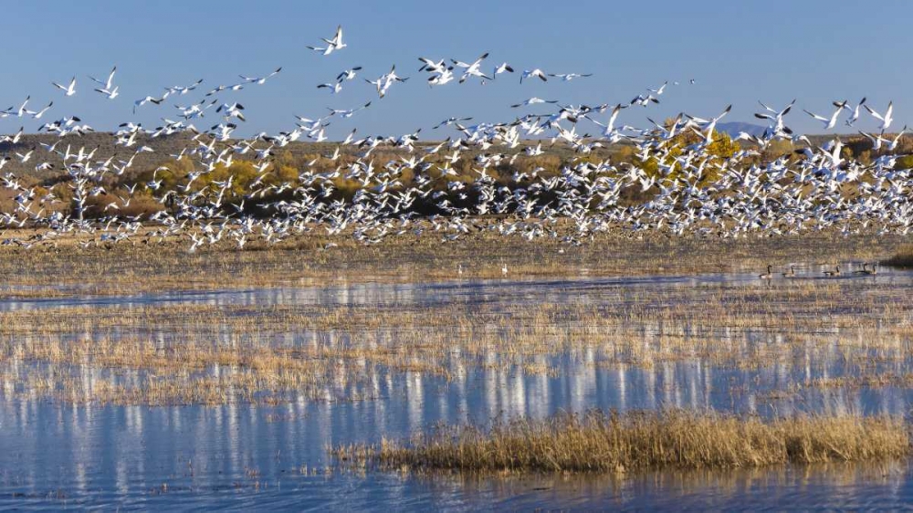 New Mexico Snow geese take flight art print by Don Paulson for $57.95 CAD