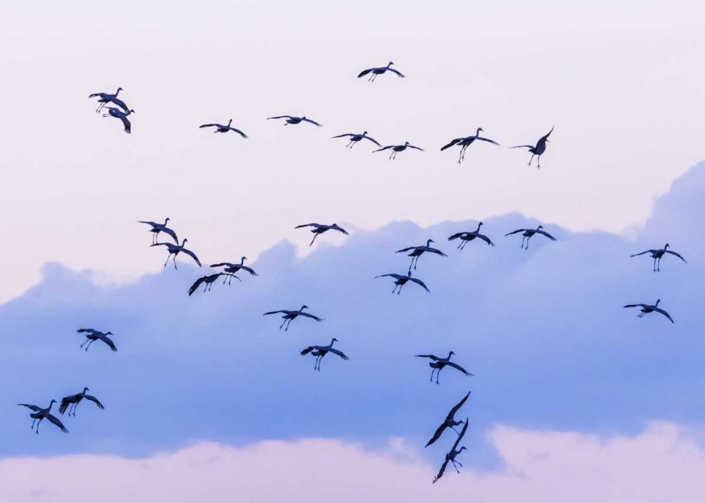 New Mexico Sandhill cranes in flight near sunset art print by Don Paulson for $57.95 CAD