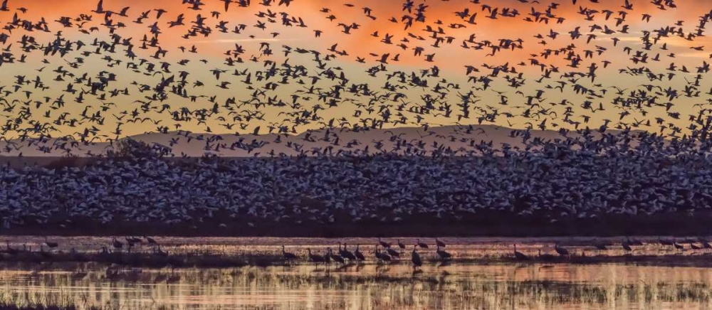 New Mexico Snow geese and Sandhill cranes art print by Don Paulson for $57.95 CAD