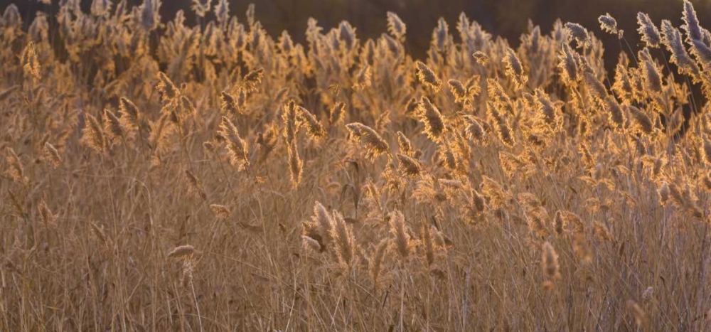 New Mexico, Bosque del Apache Backlit grasses art print by Don Paulson for $57.95 CAD