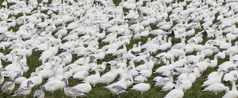New Mexico Snow geese flock on grass art print by Don Paulson for $57.95 CAD